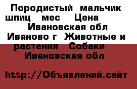Породистый  мальчик шпиц 2 мес  › Цена ­ 18 000 - Ивановская обл., Иваново г. Животные и растения » Собаки   . Ивановская обл.
